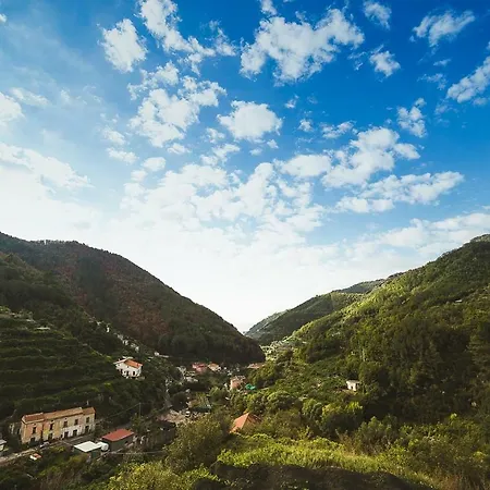 Bouganville